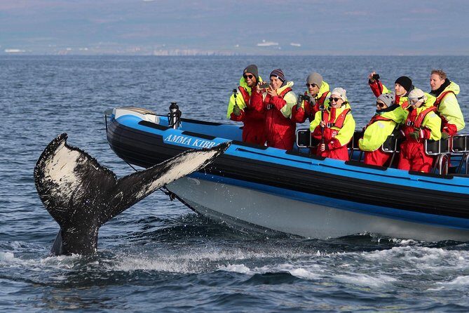 Original Big Whale Safari & Puffins Speedboat Tour from Húsavík - The Experience: What to Expect on the Tour