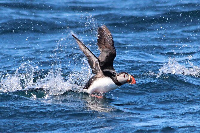 Original Big Whale Safari & Puffins Speedboat Tour from Húsavík - Value and Practical Considerations