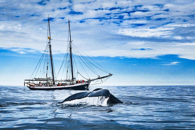 Original Carbon Neutral Whale Watching Tour from Húsavík - An In-Depth Look: What to Expect