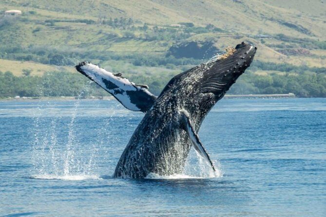 Original Sunset Cruise with Open Bar from Kaanapali Beach - The Sum Up