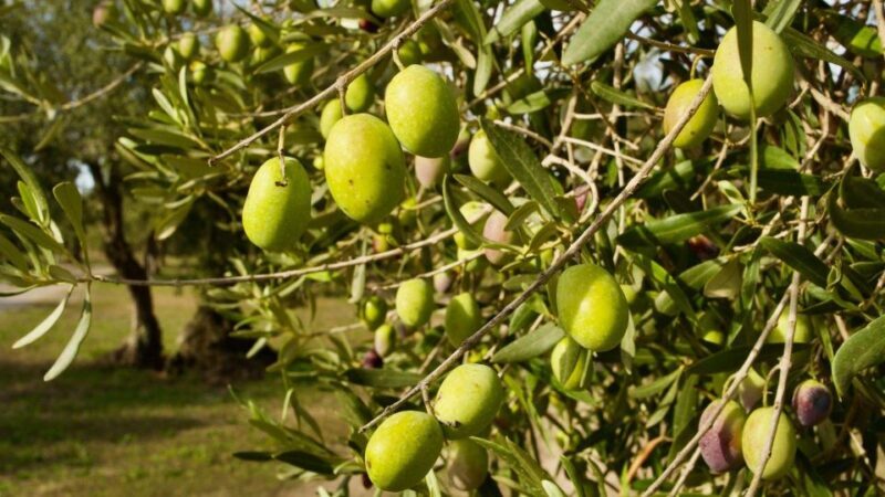 Oristano: Olive Tree Grove Guided Visit with Tasting - An Authentic Journey into Sardinian Olive Oil