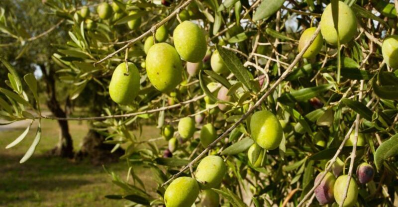 Oristano: Olive Tree Grove Guided Visit with Tasting - Who Will Enjoy This Tour?