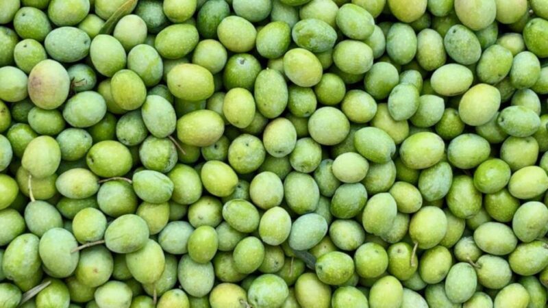 Oristano: Olive Tree Grove Guided Visit with Tasting - The Sum Up