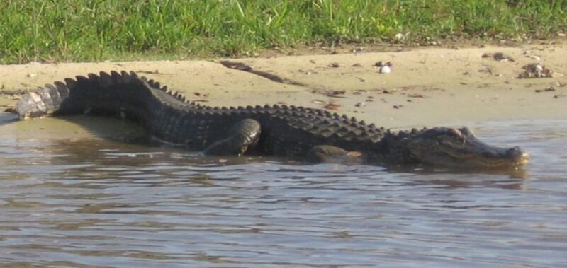 Orlando: Airboat Safari with Transportation - The Sum Up: Is It Worth Your Time?