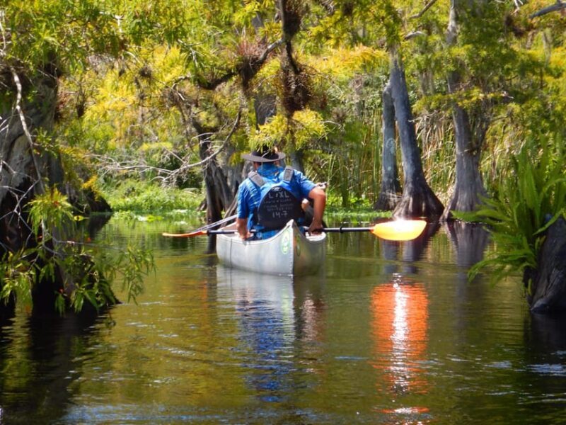 Orlando Alligator Experience: Day-Trip From Orlando - An In-Depth Look at the Orlando Alligator Experience
