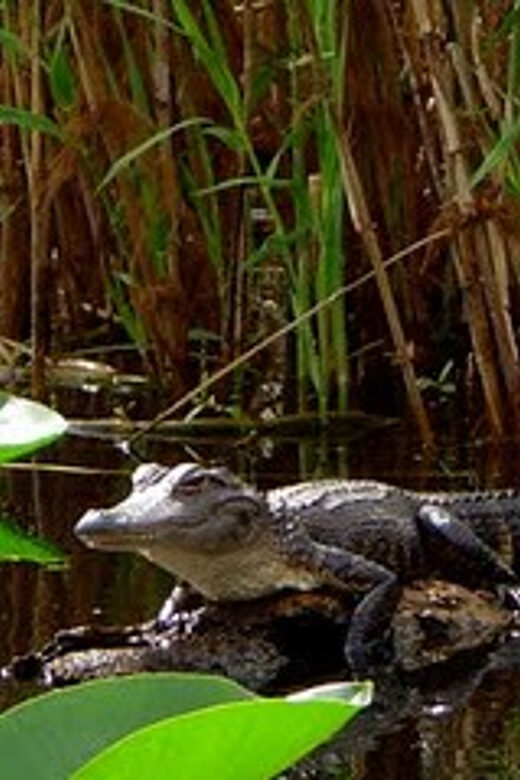 Orlando Alligator Experience: Day-Trip From Orlando - Final Thoughts
