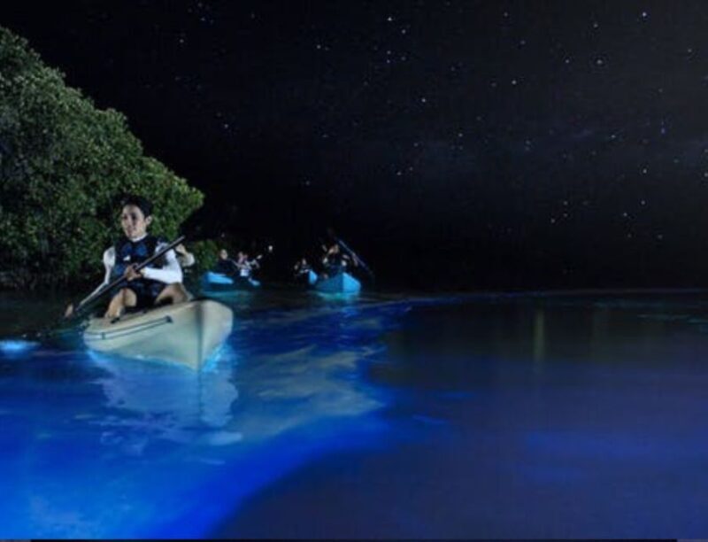Orlando: Bioluminescence Clear Kayaking or Paddleboarding - An In-Depth Look at Orlandos Bioluminescence Tour