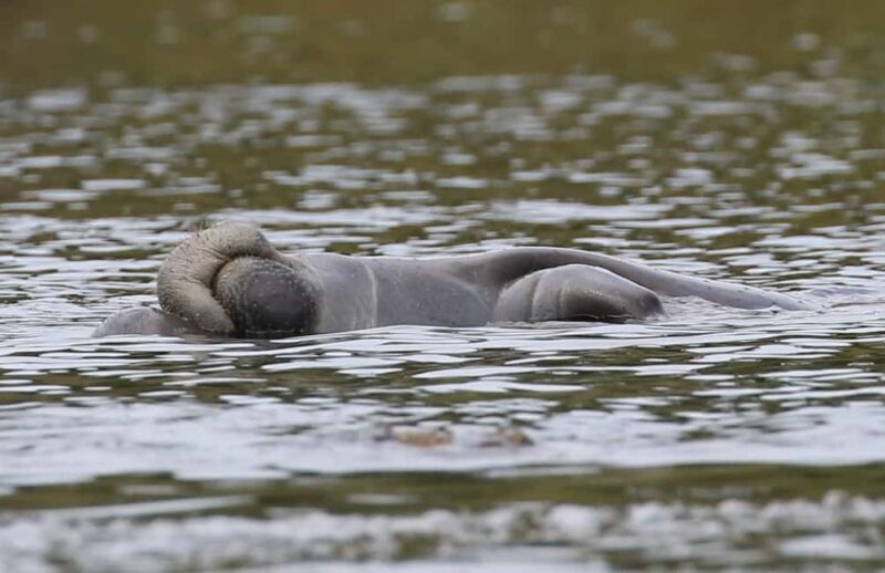 Orlando: Blue Springs Manatee Kayak Tour - Key Points