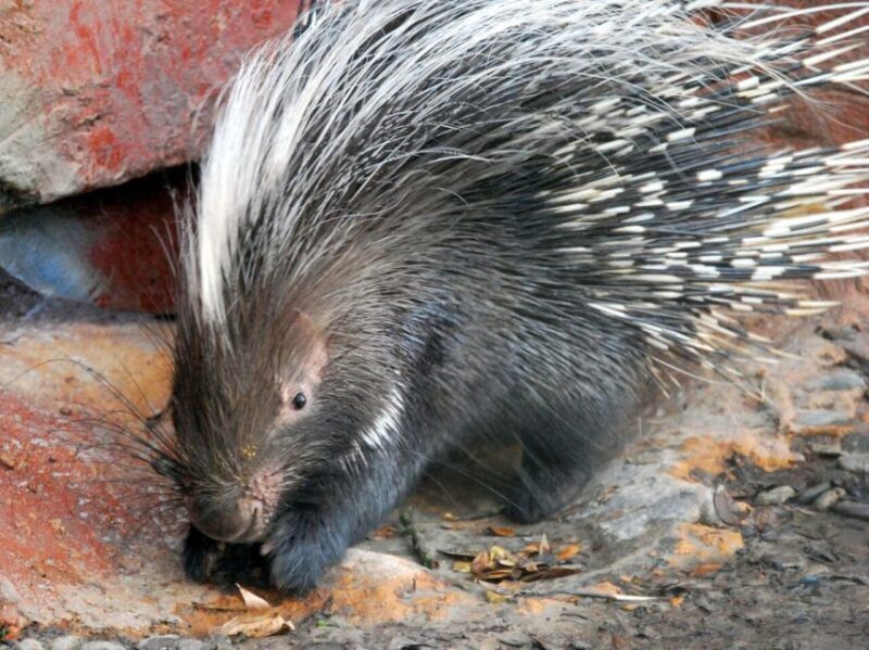 Orlando: Central Florida Zoo Skip-the-Line Ticket - The Animal Encounters and Keeper Talks