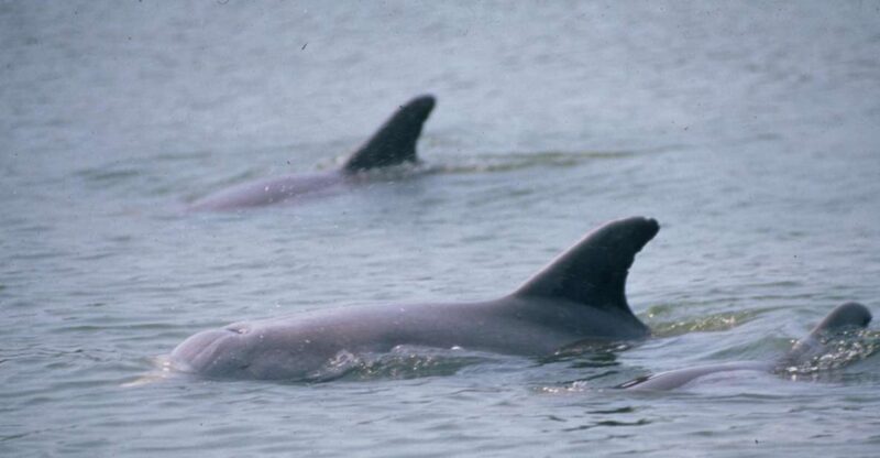 Orlando: Dolphin Clear Kayak or Paddle Board Adventure - Who Should Consider This Tour?
