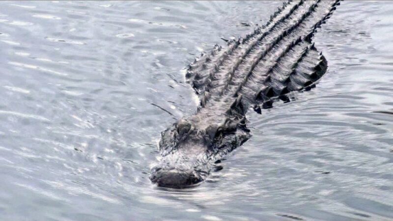 Orlando: Everglades Airboat Ride and Wildlife Park Ticket - Orlando: Everglades Airboat Ride and Wildlife Park Ticket — A Detailed Review