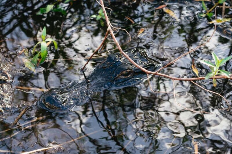 Orlando: Florida Everglades Wildlife Airboat Tour - The Sum Up