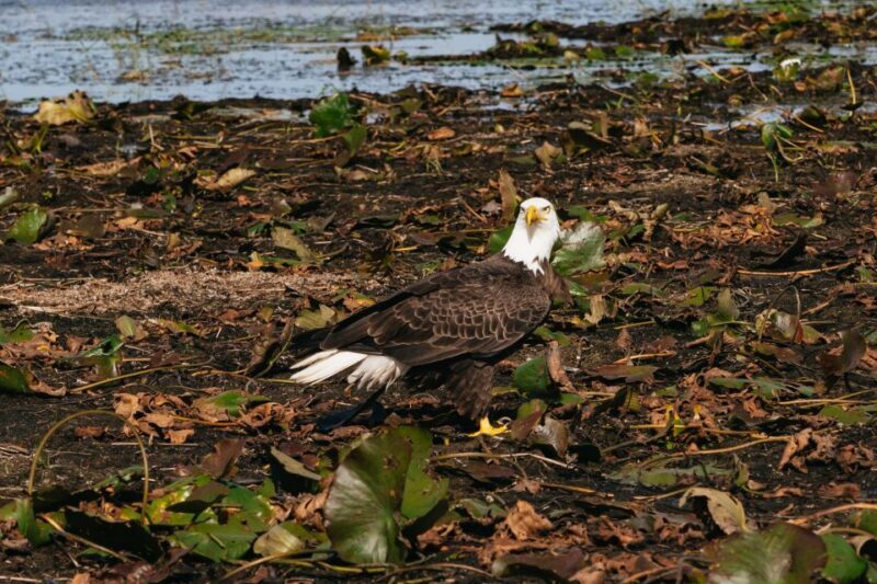 Orlando: Florida Everglades Wildlife Airboat Tour - Accessibility and Practical Details