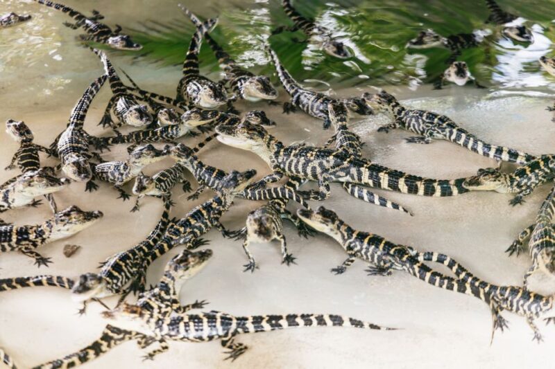 Orlando: Gatorland Skip-the-Line Ticket - Who Will Love Gatorland?