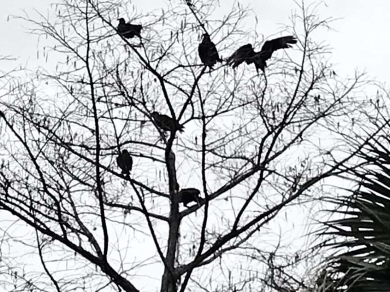 Orlando: Guided Ghost Tour - The Sum Up