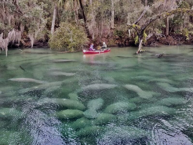Orlando: Kayaking Tour with Manatee Encounter - The Wildlife and What You Might Expect