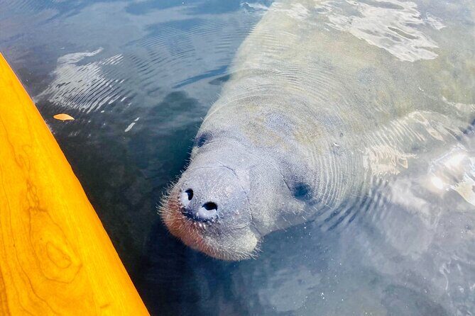 Orlando Manatee and Natural Spring Adventure Tour at Blue Springs - FAQs