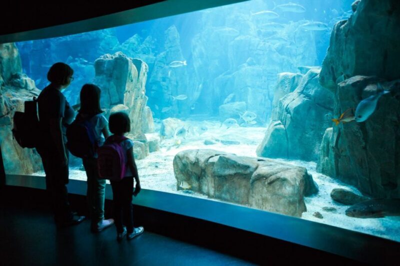 Orlando: SEA LIFE Orlando Aquarium - Orlando: SEA LIFE Orlando Aquarium – Full Review
