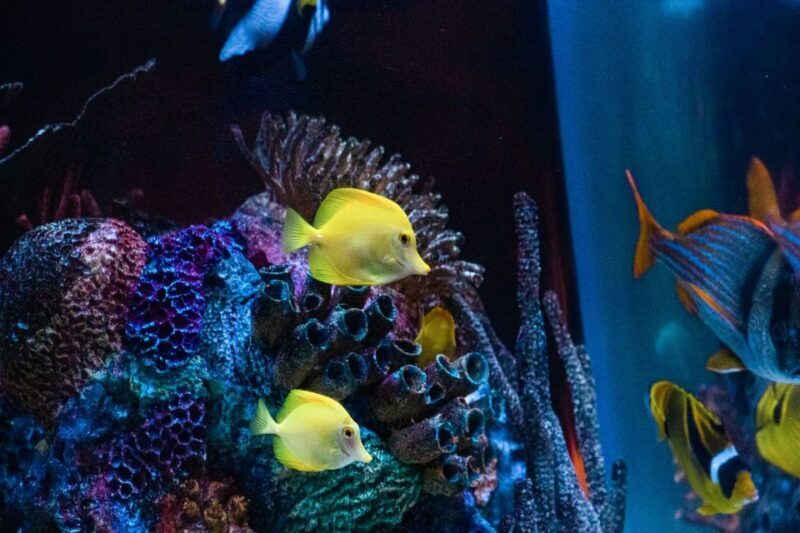 Orlando: SEA LIFE Orlando Aquarium - Who Will Appreciate This Tour?