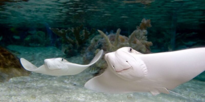 Orlando: SEA LIFE Orlando Aquarium - Final Thoughts