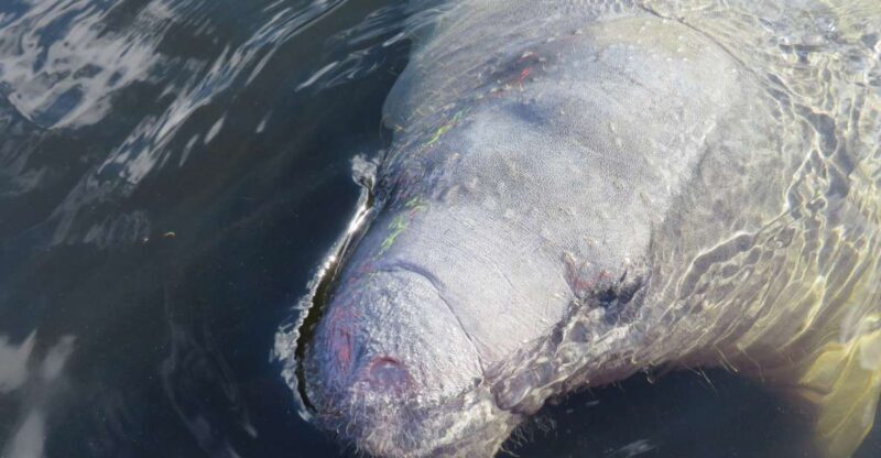 Orlando: Small Group Manatee Discovery Kayak Tour - Exploring the Details: What to Expect on Your Kayak Adventure