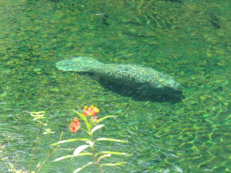 Orlando: Small Group Manatee Discovery Kayak Tour - The Sum Up