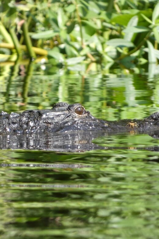 Orlando: Small Group Scenic Wekiva River Kayak Tour - In-Depth Review: Why This Tour Stands Out