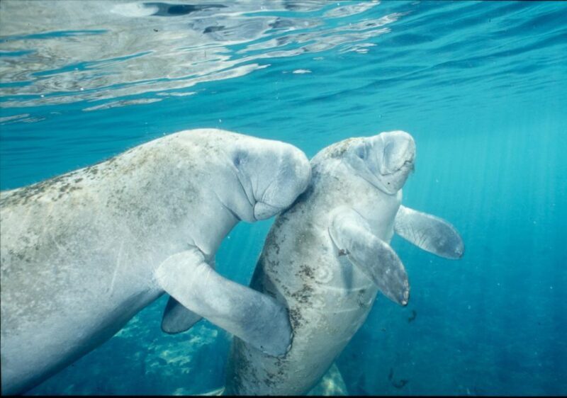 Orlando: Swim with Manatees and Homosassa State Park Visit - An Authentic Florida Adventure: Exploring the Tour Itinerary