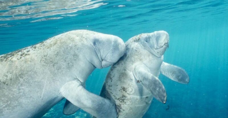 Orlando: Swim with Manatees and Homosassa State Park Visit - Authentic Encounters and Honest Reviews