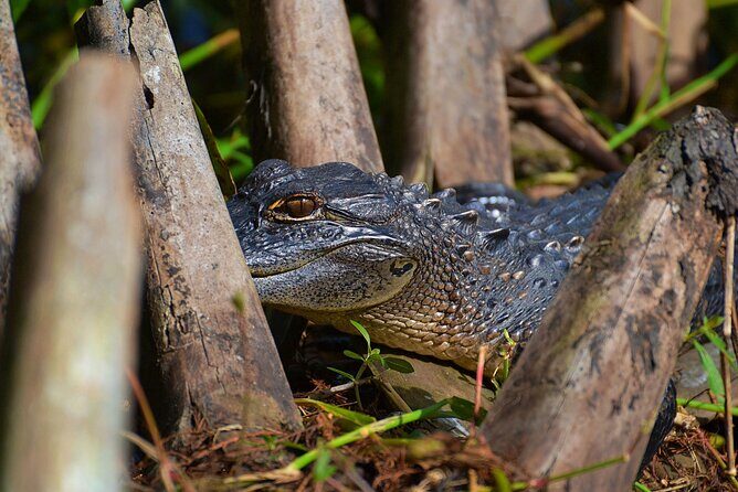 Orlando Wildlife Safari Hike with a Wildlife Photographer - Key Points