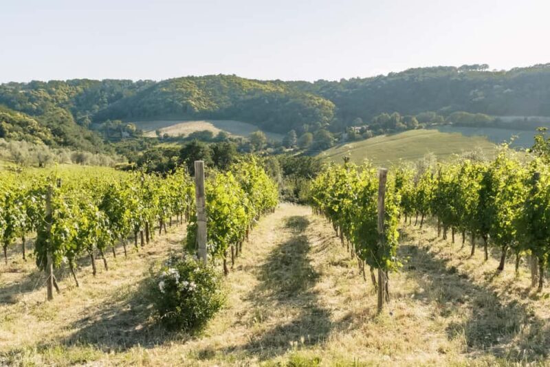 Orvieto: Classic Wine Tasting at Madonna del Latte - Frequently Asked Questions