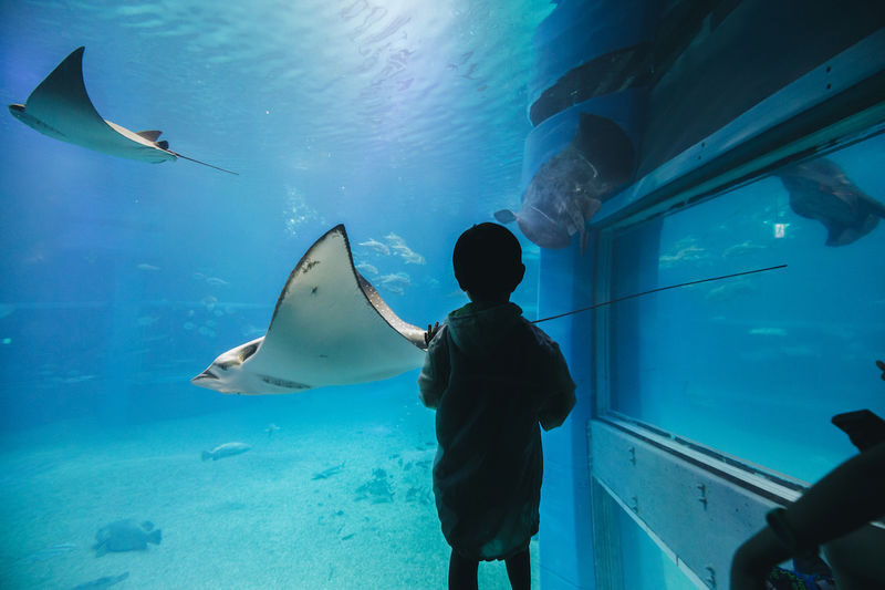 Osaka Aquarium Kaiyukan Ticket - From the Water Gate to the Pacific