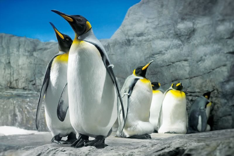 Osaka Aquarium Kaiyukan Ticket - Tickets, price, and what the entry includes