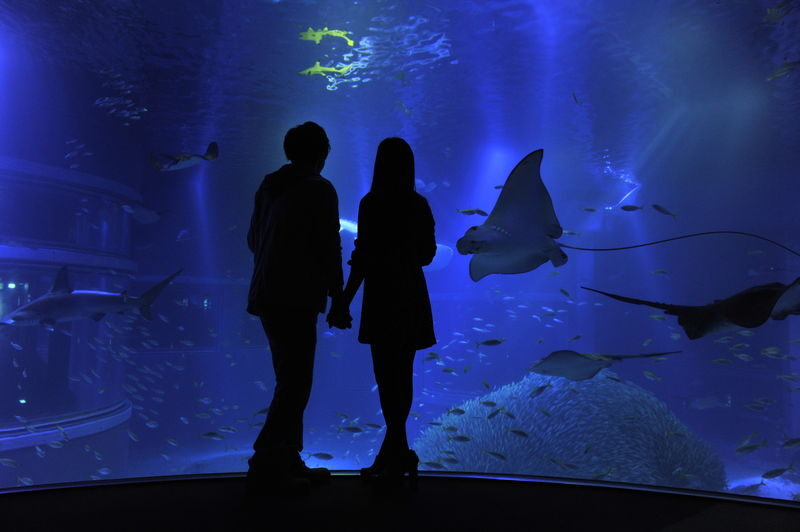 Osaka Aquarium Kaiyukan Ticket - Getting there and planning a half-day