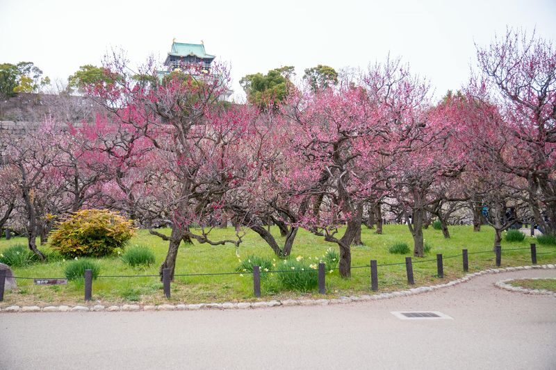 Osaka Castle 3 hours Historical Walking Tour - Inside Osaka Castle Main Tower