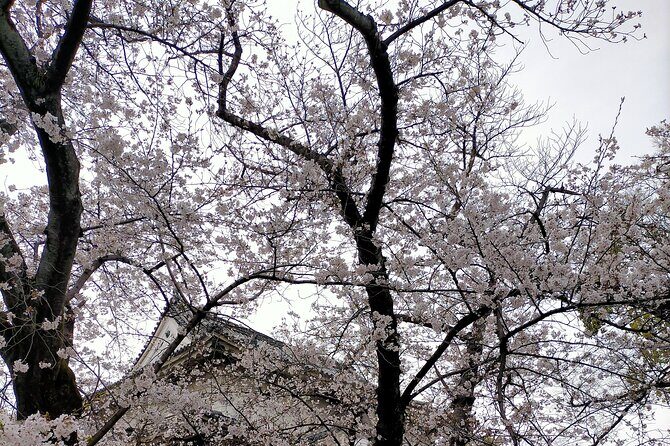 Osaka City Walking Tour - Final Thoughts