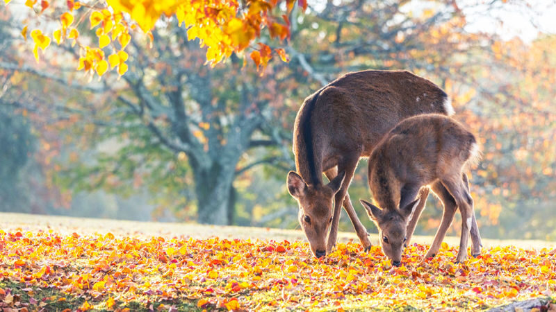 Osaka Full-Day Nara Park, Arima Onsen & Kobe Port Tour - Kobe Port completes the three-stop day
