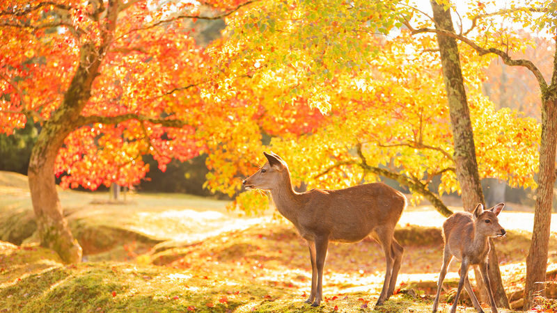 Osaka Full-Day Nara Park, Arima Onsen & Kobe Port Tour - The driver may be the day’s practical advantage