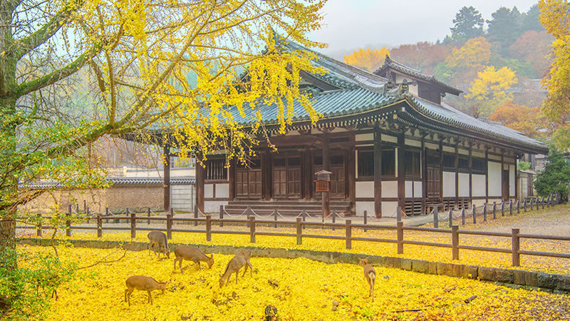 Osaka Full-Day Nara Park, Arima Onsen & Kobe Port Tour - What the details leave open