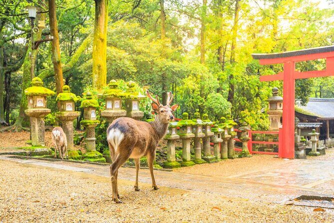 Osaka Kansai Airport to Nara City | Private Transfer - Who Would Love This Service?