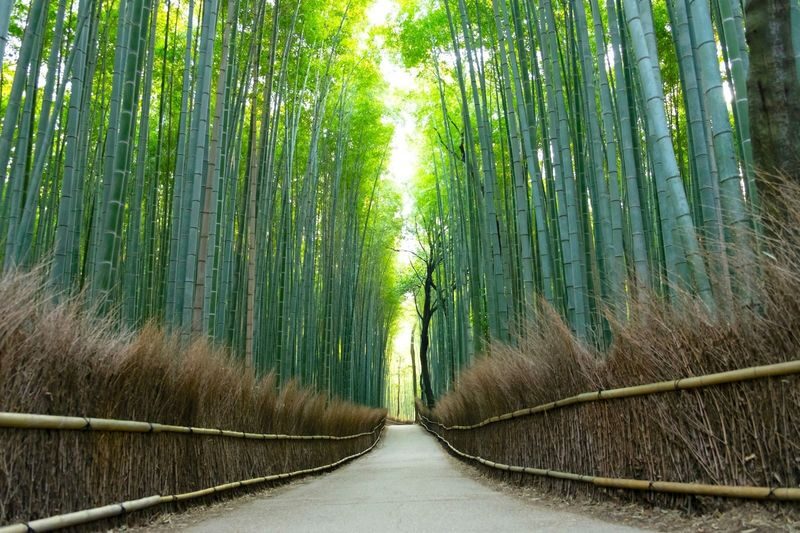 Osaka Katsuo-ji, Arashiyama, Kinkaku-ji Full-Day Tour - The questions to settle before booking