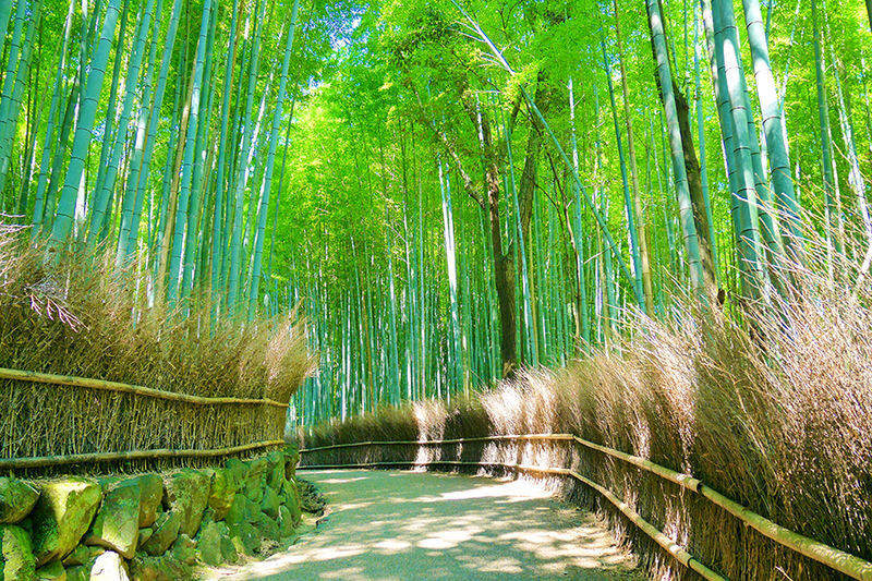Osaka Katsuo-ji Temple & Miyama thatched village & Arashiyama Day Tour - Is the $44.85 starting price good value?