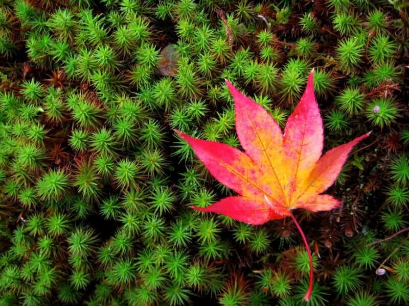 Osaka: Katsuo-ji Temple with Hundreds of Daruma Figures - FAQ