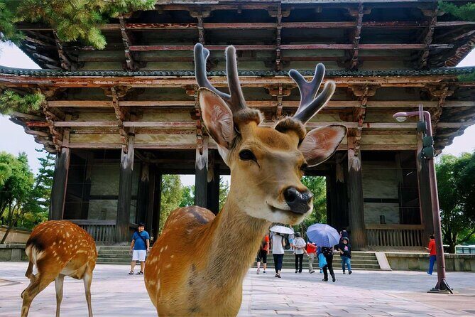 Osaka Kiyomizudera Fushimi Shrine and Nara Deer Sightseeing Trip - Key Points