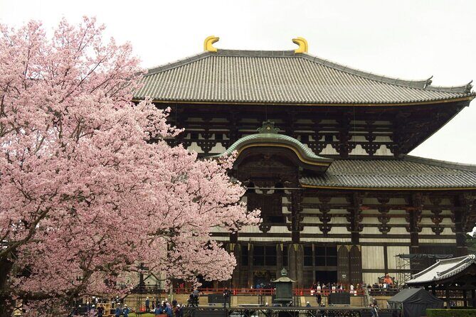Osaka Kiyomizudera Fushimi Shrine and Nara Deer Sightseeing Trip - In-Depth Review