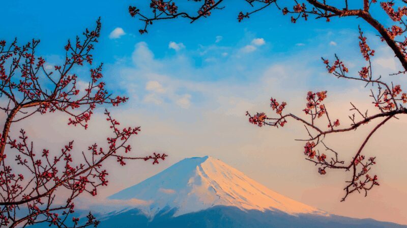 Osaka, Kyoto & Nara 5 Days Tour with Accomodation - In-Depth Itinerary Breakdown