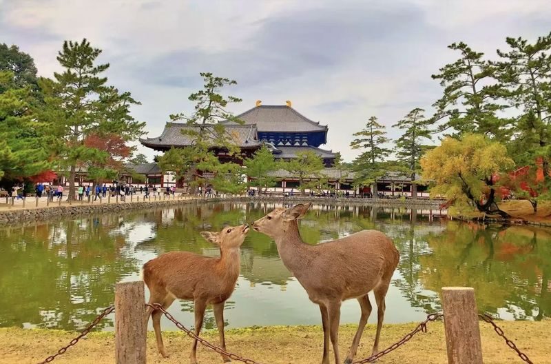 Osaka Kyoto & Nara Full-Day Private Tour with Customizable Itinerary - What to know before you book