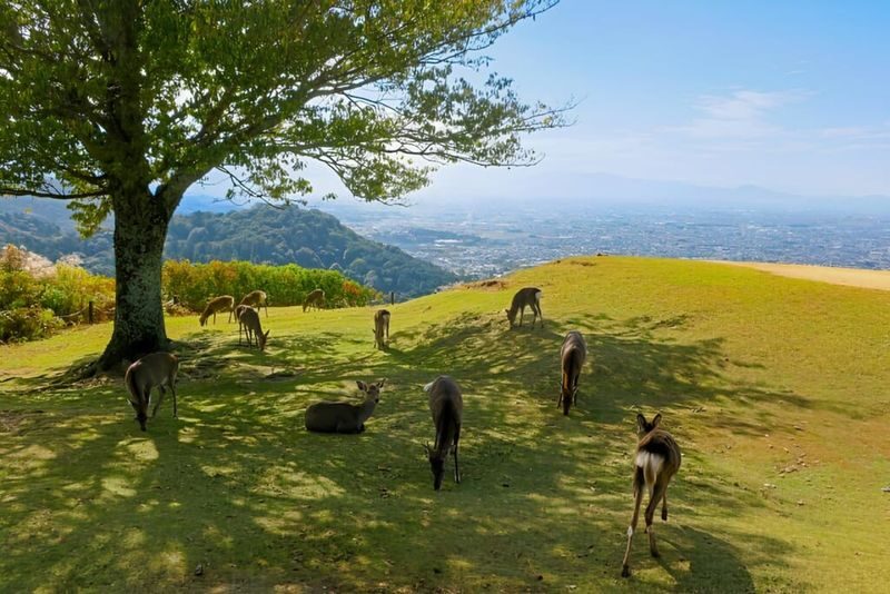 Osaka Kyoto & Nara Full-Day Private Tour with Customizable Itinerary - Who should choose this tour