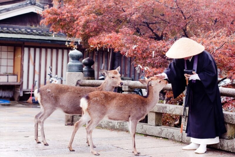 Osaka/Kyoto: Private Kyoto and Nara Day Trip - Final Thoughts: Is It Worth It?