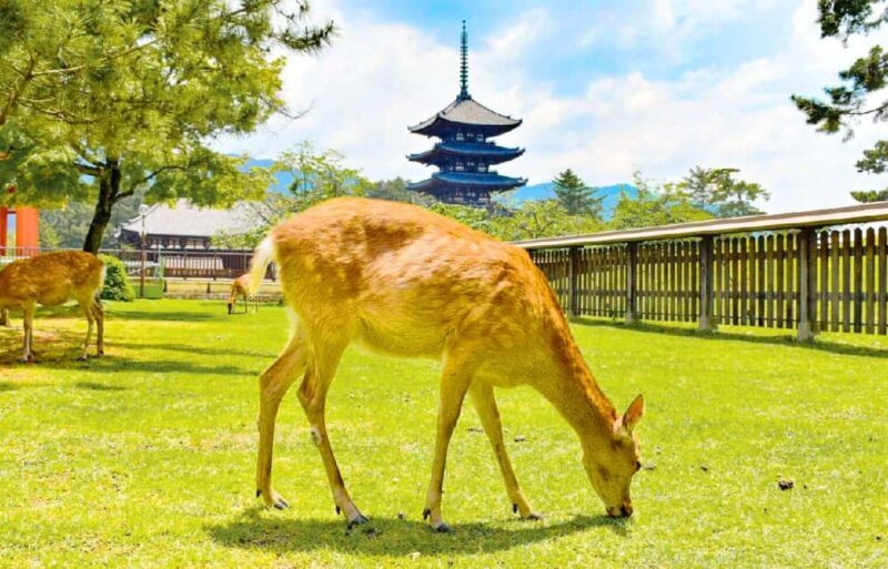Osaka: Nara and Uji Day Trip with Deer Park and Hot Spring - A Deep Dive into the Day Trip Experience